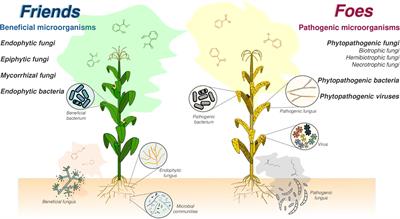 Editorial: Study on plant differentiation between beneficial and pathogenic microorganisms